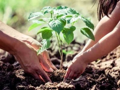 शहर को ग्रीन बनाने के लिए लगाए जाएंगे 25 लाख पौधे, 2 साल में पूरा होगा लक्ष्य, ठेकेदार की देखरेख में होगी प्रक्रिया