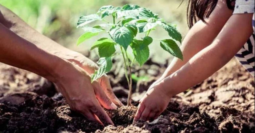 शहर को ग्रीन बनाने के लिए लगाए जाएंगे 25 लाख पौधे, 2 साल में पूरा होगा लक्ष्य, ठेकेदार की देखरेख में होगी प्रक्रिया