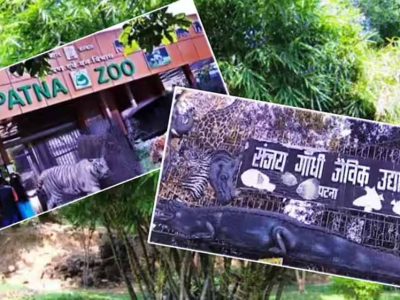 पटना जू में आने वाला है सिंगापुर से दो-सिंग वाला सफेद गैंडा, एक्सचेंज प्रोग्राम पर तैयारी
