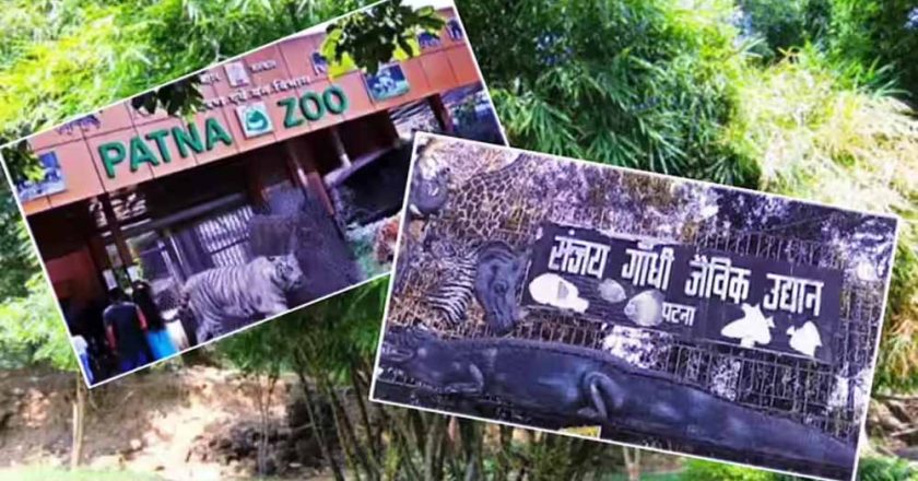 पटना जू में आने वाला है सिंगापुर से दो-सिंग वाला सफेद गैंडा, एक्सचेंज प्रोग्राम पर तैयारी