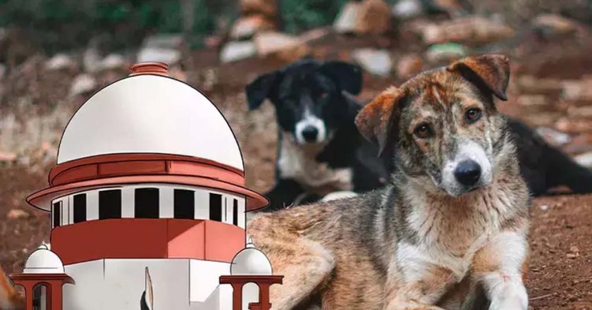 आवारा कुत्तों पर SC के आदेश से बढ़े सवाल, क्या शहरों में पर्याप्त शेल्टर मौजूद हैं?