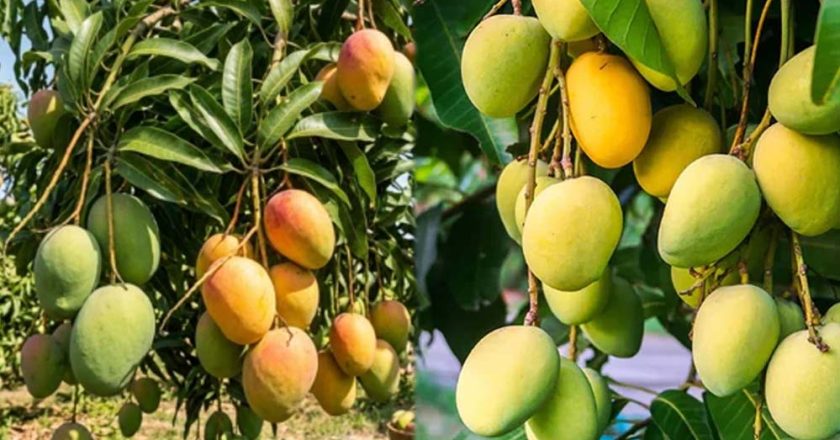 MP का खास आम 3 हजार रुपए किलो, स्वाद ऐसा कि विदेशों में भी जबरदस्त मांग