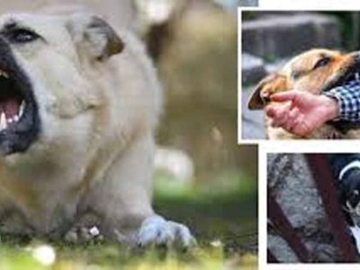 राजस्थान के डीग में आवारा कुत्तों का कहर, एक महीने में 3000 से ज्यादा लोग घायल