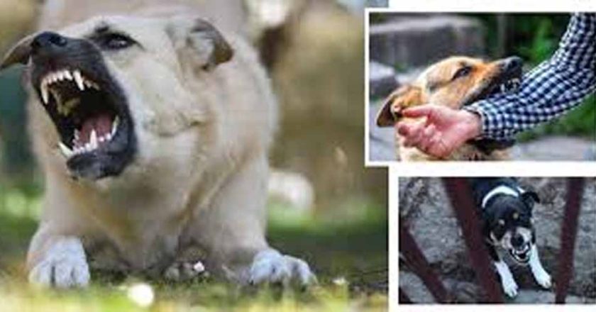 राजस्थान के डीग में आवारा कुत्तों का कहर, एक महीने में 3000 से ज्यादा लोग घायल