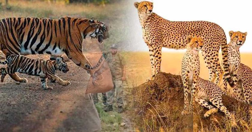 नौरादेही में टाइगर और चीता सुरक्षा के लिए पूर्व सैनिक होंगे जिम्मेदार, वन अपराध पर लगाम