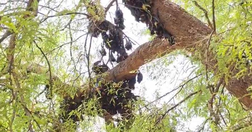 छत्तीसगढ़ में गर्मी का कहर, हीट स्ट्रोक से 500 से ज्यादा चमगादड़ों की मौत