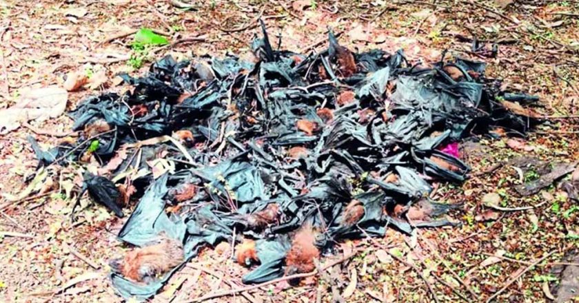 नौतपा की भीषण गर्मी का असर, रोज 500 चमगादड़ों की मौत से मचा हड़कंप