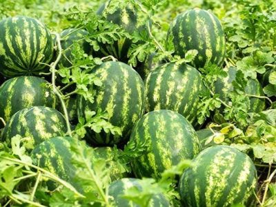 मालवा-निमाड़ में फसल विविधीकरण का असर, केला-चिया-सीताफल जैसी हाई वैल्यू फसलों से बढ़ रही किसानों की आय