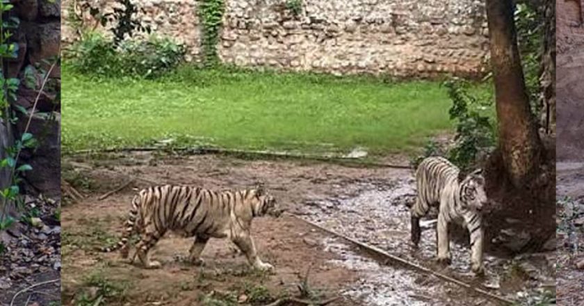 कान्हा में CDV का खतरा, ग्वालियर जू अलर्ट पर; बाघिन मीरा के तीनों शावक फिलहाल आइसोलेशन में रहेंगे