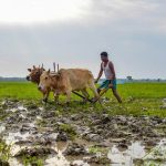 Al-Niño Effect: केरल में कमजोर पड़ा मानसून, 33% कम बारिश से किसानों की बढ़ी चिंता