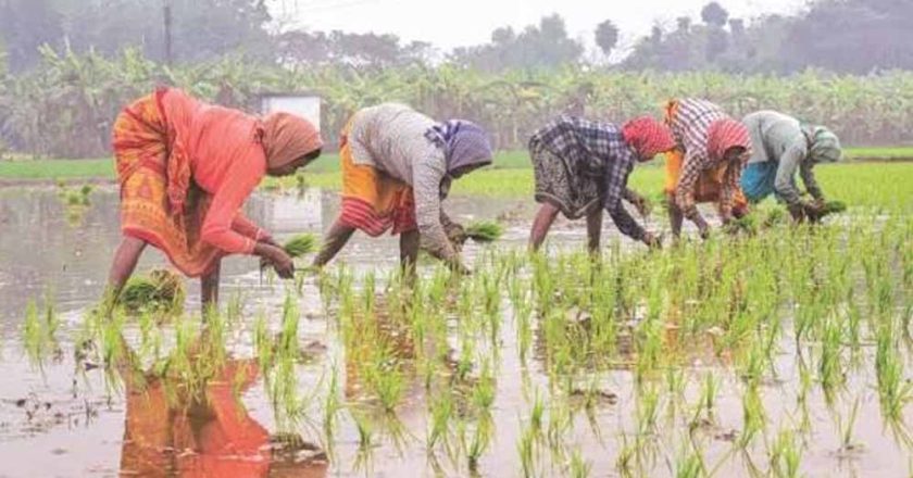 बस्तर में खरीफ की तैयारियां तेज, मानसून से पहले खेतों में उम्मीदों की बुआई शुरू