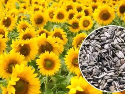 हरियाणा सरकार का बड़ा फैसला, मंडियों में 30 जून तक होगी सूरजमुखी की पूरी खरीद