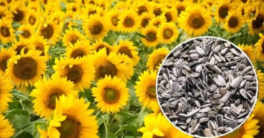 हरियाणा सरकार का बड़ा फैसला, मंडियों में 30 जून तक होगी सूरजमुखी की पूरी खरीद
