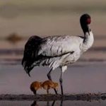 ग्लोबल वॉर्मिंग से लड़ाई में पक्षी बने धरती के रक्षक, जानिए कैसे बचा रहे हैं पर्यावरण