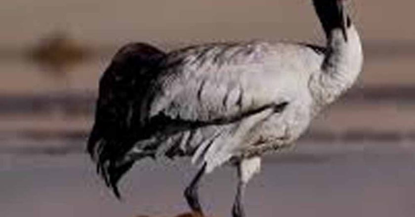 ग्लोबल वॉर्मिंग से लड़ाई में पक्षी बने धरती के रक्षक, जानिए कैसे बचा रहे हैं पर्यावरण