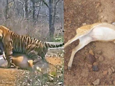 कटनी के जंगल में तालाब में जहर घोलने से 14 चीतल-सांभरों की मौत, बाघों पर भी मंडराया खतरा