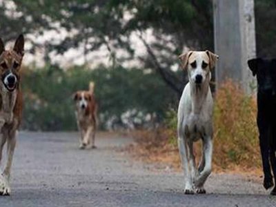 मोगा में आवारा कुत्तों का खूनी हमला, मजदूर को नोच-नोचकर उतारा मौत के घाट
