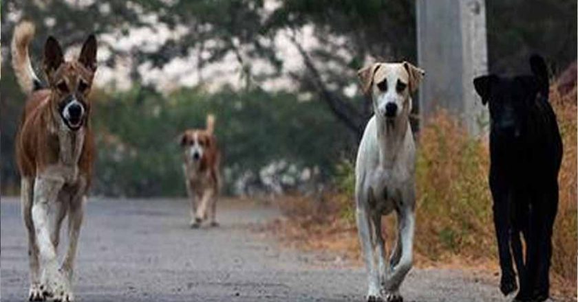 मोगा में आवारा कुत्तों का खूनी हमला, मजदूर को नोच-नोचकर उतारा मौत के घाट