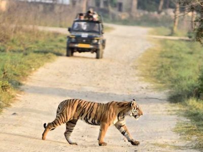 काठमांडू में गूंजेगी भोपाल के बाघों की कहानी, 42 देशों के वैज्ञानिक करेंगे अध्ययन