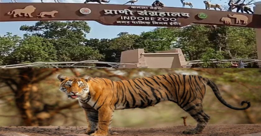 इंदौर चिड़ियाघर में बढ़ेगा आकर्षण, आएगा एक सींग वाले गैंडों का जोड़ा, 700 किमी दूर से पहुंचेगा दरियाई घोड़ा ‘सतीश’