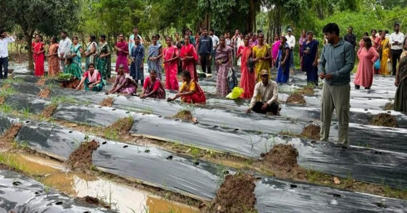 रायपुर : जलवायु परिवर्तन के दौर में किसानों के लिए वरदान बनेगी ग्राफ्टेड सब्जी: धमतरी में वैज्ञानिक प्रशिक्षण संपन्न