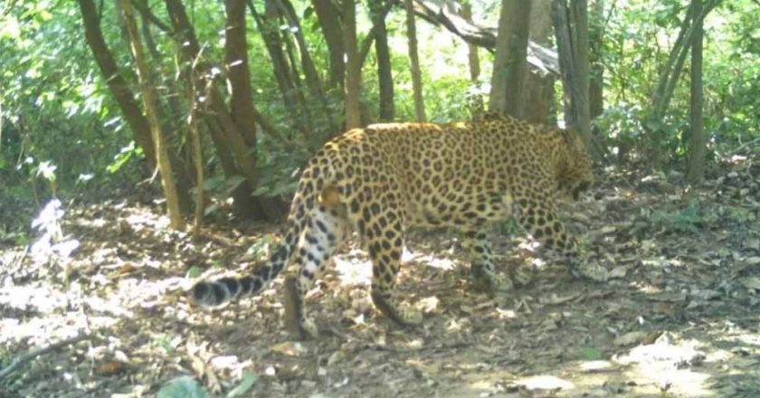 कलेसर पार्क में तेंदुओं के लिए खास इंतजाम, यमुना नगर में प्राकृतिक आवास होगा और मजबूत