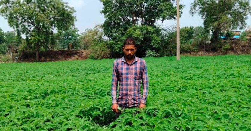 प्राकृतिक खेती को बढ़ावा देने की पहल ला रही बदलाव, हरी खाद अपनाकर आत्मनिर्भर खेती की राह पर बढ़ रहे किसान