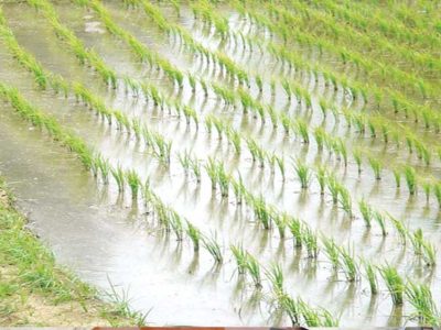 प्रदेश में 48.69 लाख हेक्टेयर क्षेत्र में बोनी के लक्ष्य के विरूद्ध 97 प्रतिशत बोनी पूर्ण