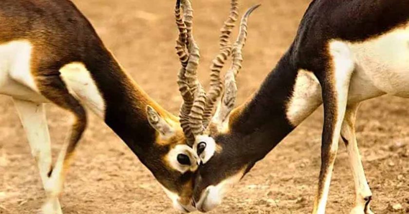 छत्तीसगढ़ के जंगलों में फिर दौड़ेंगे काले हिरण, बारनवापारा से गोमर्डा भेजे जाएंगे 25 हिरण