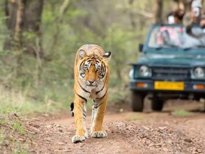झारखंड में 1 अक्टूबर से जंगल सफारी शुरू, ऑनलाइन बुकिंग भी चालू