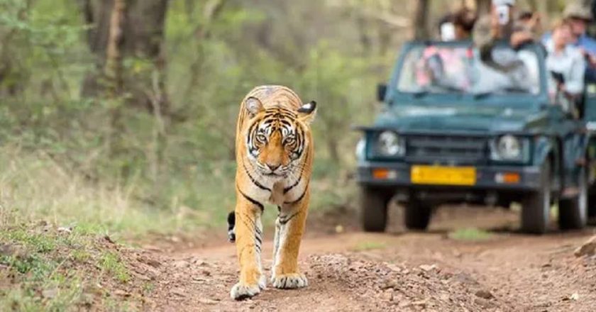 झारखंड में 1 अक्टूबर से जंगल सफारी शुरू, ऑनलाइन बुकिंग भी चालू