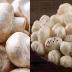 मखाने के बीच बिहार का मशरूम चमका, 10 साल में उत्पादन 0.06 से बढ़कर 42.19 हजार टन