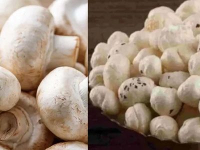 मखाने के बीच बिहार का मशरूम चमका, 10 साल में उत्पादन 0.06 से बढ़कर 42.19 हजार टन