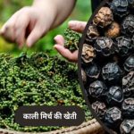 पचमढ़ी में अब होगी काली मिर्च और दालचीनी की खेती, किसानों को मिलेंगे पौधे