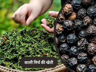 पचमढ़ी में अब होगी काली मिर्च और दालचीनी की खेती, किसानों को मिलेंगे पौधे